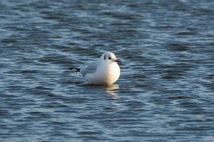 Gull, Black-headed, 2016-12274921 Chincoteague NWR, VA